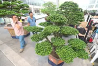 World bonsai convention debuts in Malaysia, 400 trees on display