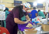 Ipoh animal welfare groups demand humane solutions