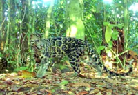 Study: Clouded leopards need natural forest corridors
