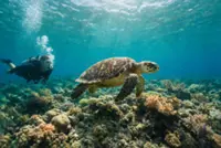 Terengganu to hold engagement session on Pulau Redang coral reef damage