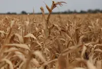 World food prices at highest since 2022 as supply risks mount, FAO says