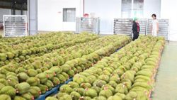 Vietnam targets durian exports of around US$4bil in 2026