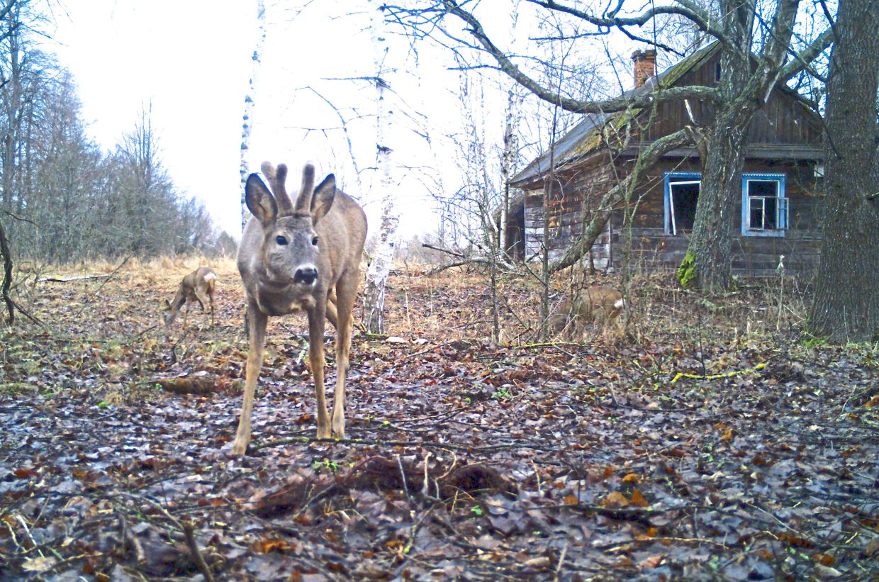 As the intensity of military activities increased, roe deer detections declined.