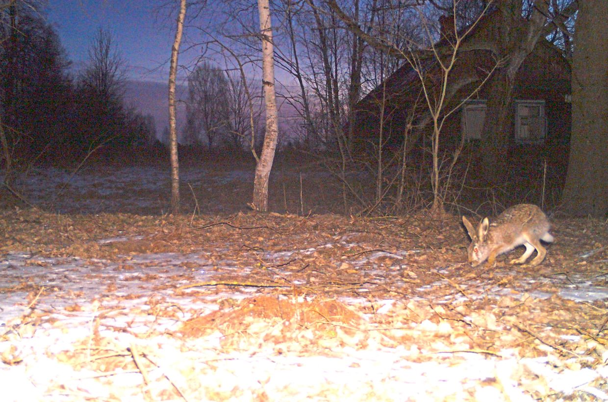 Brown hares and 10 other species were tracked by 31 cameras in the exclusion zone.