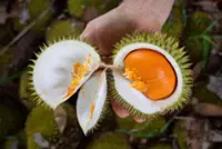 Smart Durian Fast Track system being explored