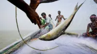 Bangladesh’s hilsa are disappearing from shallow waters