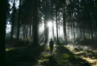 The sound of birdsong can be healing... until a car drives past