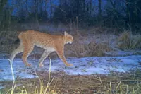 Even after Russia captured Chernobyl, the wildlife cameras kept recording