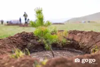 140 million trees planted under Mongolia’s Billion Trees national movement