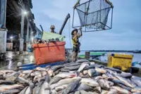Myanmar exports over 130,411 tonnes of fishery products in first five months of FY 2026-27