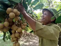 Vietnam's Hung Yen longan finds new digital markets