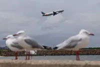 Qantas flight returns to New Zealand airport following bird strike