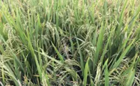 Palawan heirloom rice gets new lease on life