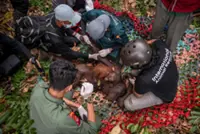 Indonesia rescues second orangutan mother and baby from wildfire