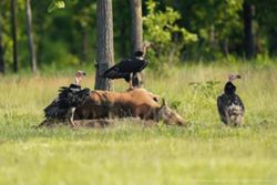 Happy vulture day! Positive signs for Cambodia’s critically endangered population