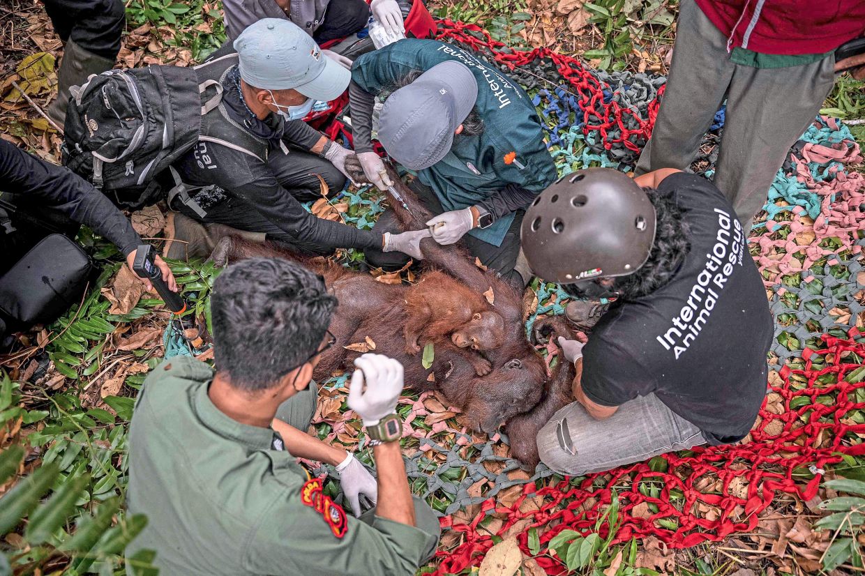 In safe hands: Officials evacuating the orang utan pair in Sungai Awan Kiri village. — AFP/Yiari/Indonesia Ministry of Forestry