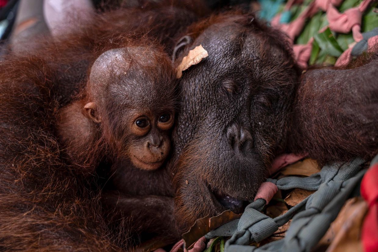 This handout photo from Yayasan Inisiasi Alam Rehabilitasi Indonesia (YIARI) and Indonesia's Ministry of Forestry shows a mother-and-baby orangutan pair being evacuated by officials due to forest and land fires in Sungai Awan Kiri village, in the Muara Pawan district of Ketapang, West Kalimantan. The vast Southeast Asian archipelago of Borneo has been battling for weeks to contain wildfires and thick smog, which has been drifting to Malaysia, Singapore and the Philippines. -- Photo by Muffidz Ma'sum / AFP