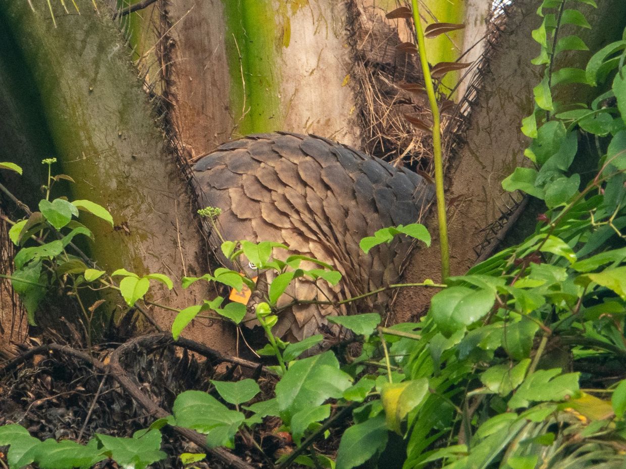 A Sunda pangolin using an oil palm crown as a sleeping site. Pix by Harry Cholerton
