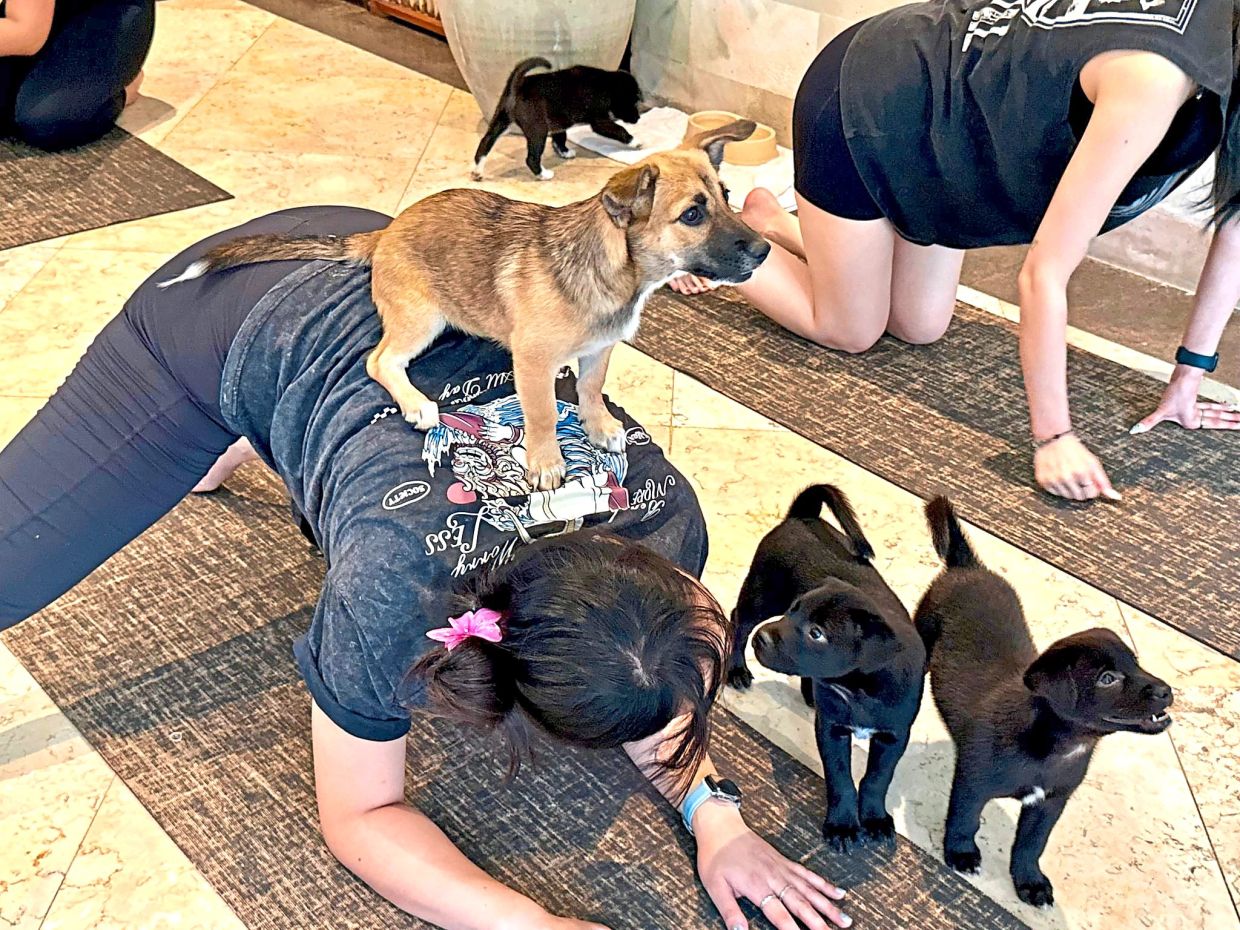 Puppy yoga at the Anginsepoi Hotel in Canggu is a hit with yogis.