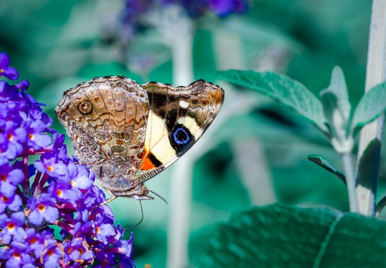 A yellow admiral native to Australia and New Zealand.