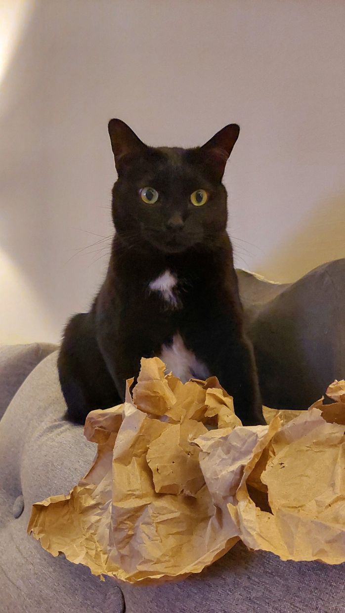 If it’s a box packed with paper, Inkie stiffens with pleasure. Our tuxie is a fiend for paper.