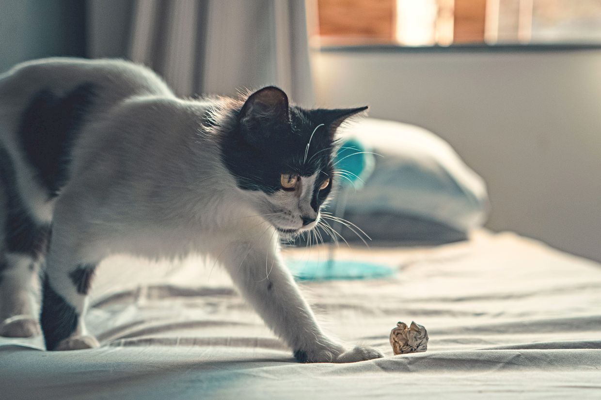 纸张可以成为很棒的猫玩具，但你需要注意以下几点：