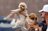 Tennis-Players find comfort and companionship with canines on tour