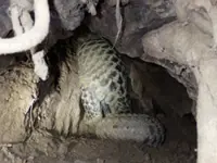 Sabah study shows oil palm plantations offer inadequate shelter for Sunda pangolins