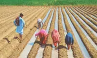 Women own just two per cent of land in Pakistan