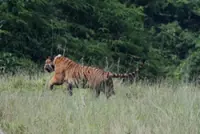 Hyong Choh returns to the wild after successful rehabilitation