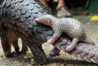 Three men get year in jail for trading pangolin scales
