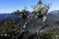 Six hikers feared missing after entering forest through Pos Dakoh on Aug 29