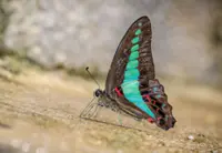 Butterflies take flight in face of climate change and extreme weather