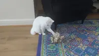 Katz Tales: A box of paper is a box of fun for this kitty