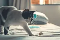Paper can be great cat toys, but here's what you need to be aware of