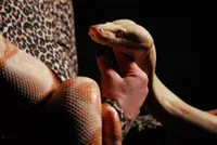 Even snakes have to audition for the opera at the Met