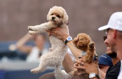 Tennis-Players find comfort and companionship with canines on tour