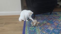 Katz Tales: A box of paper is a box of fun for this kitty