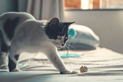 Paper can be great cat toys, but here's what you need to be aware of