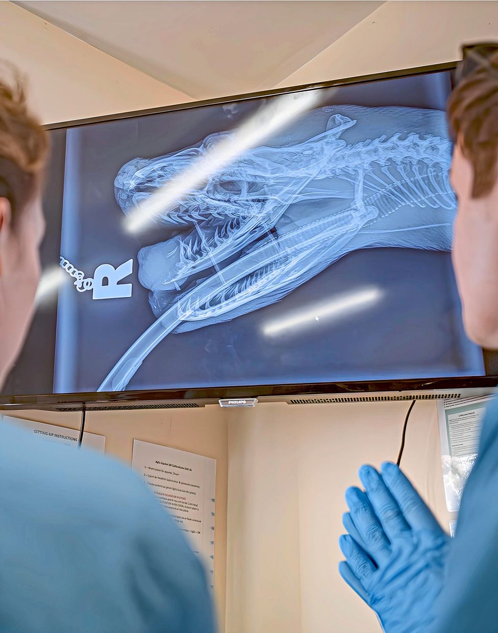 The python underwent a surgical procedure when ECT, using cancer drug and electrical pulses, was deployed to target cancerous cells.