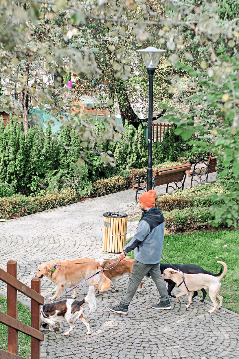 To find a dog walker, talk to friends and other dog owners in the neighbourhood who utilise this service. — Pexels