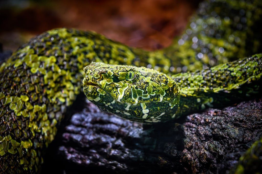 A perfectly camouflaged, water-droplet-covered Mangshan pit viper. This species is endemic only to China’s Hunan and Guangdong provinces. -- Photo: Getty Images via SCMP