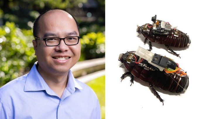 越南科学家将蟑螂改造成搜救“半机械人”
