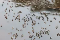 Bangladesh dengue outbreak accelerates as hospitals come under strain