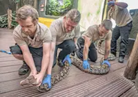‘Jodie Foster’ the snake saved by pioneering treatment