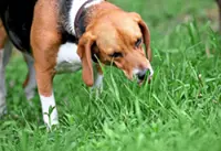 Dogs are more attuned to human emotions than we thought, study shows