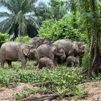 Let animals be animals: Show respect, caution on nature tours, says Sabah don