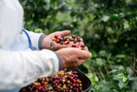 Cambodia's booming coffee faces heat stress as El Nino threat mounts