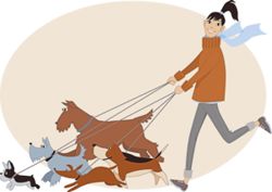 How to choose a dog daycare and walker for your pet's comfort and safety