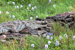 Crocodiles getting closer to homes in Kenya due to rising water levels in lakes
